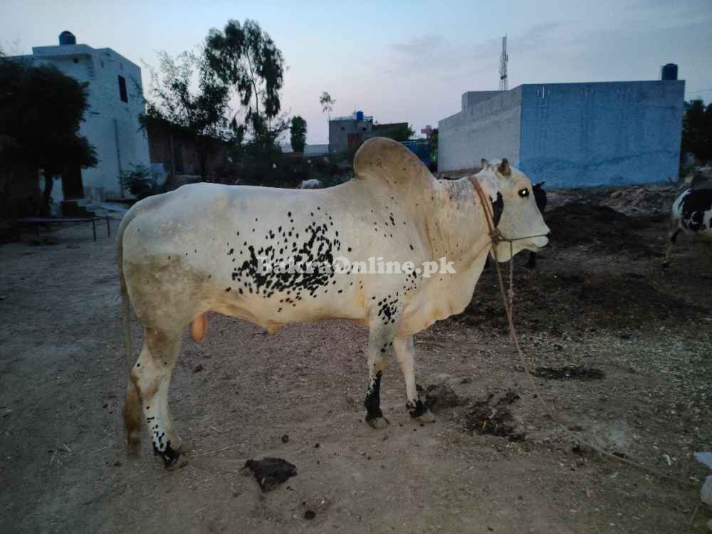 Bull For Sale In Pakistan