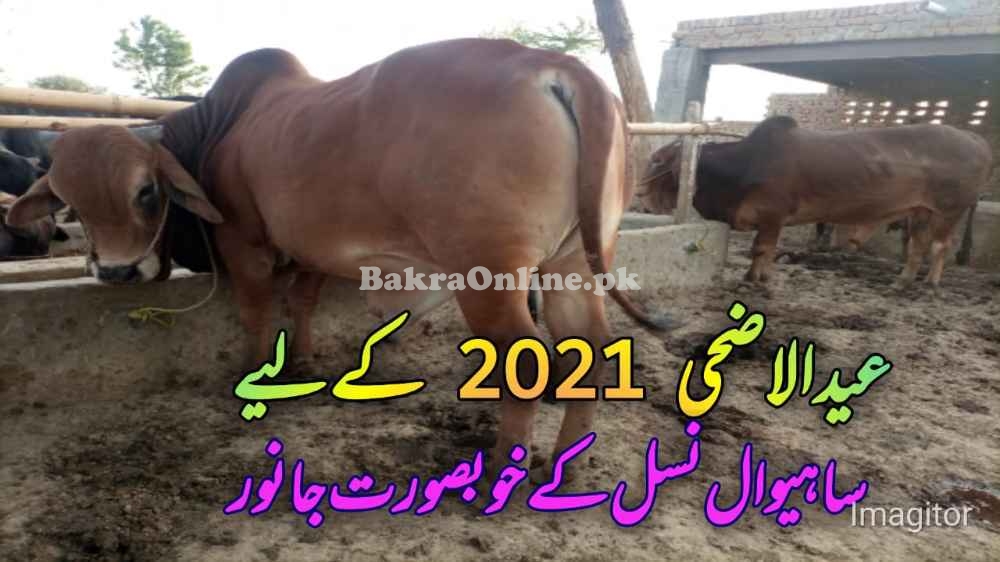 Sahiwal Bull for Qurbani 2021