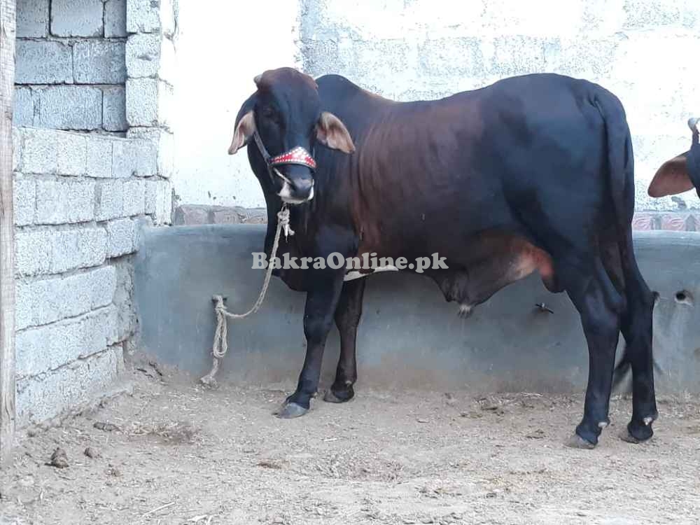 Bull For Qurbani 2021