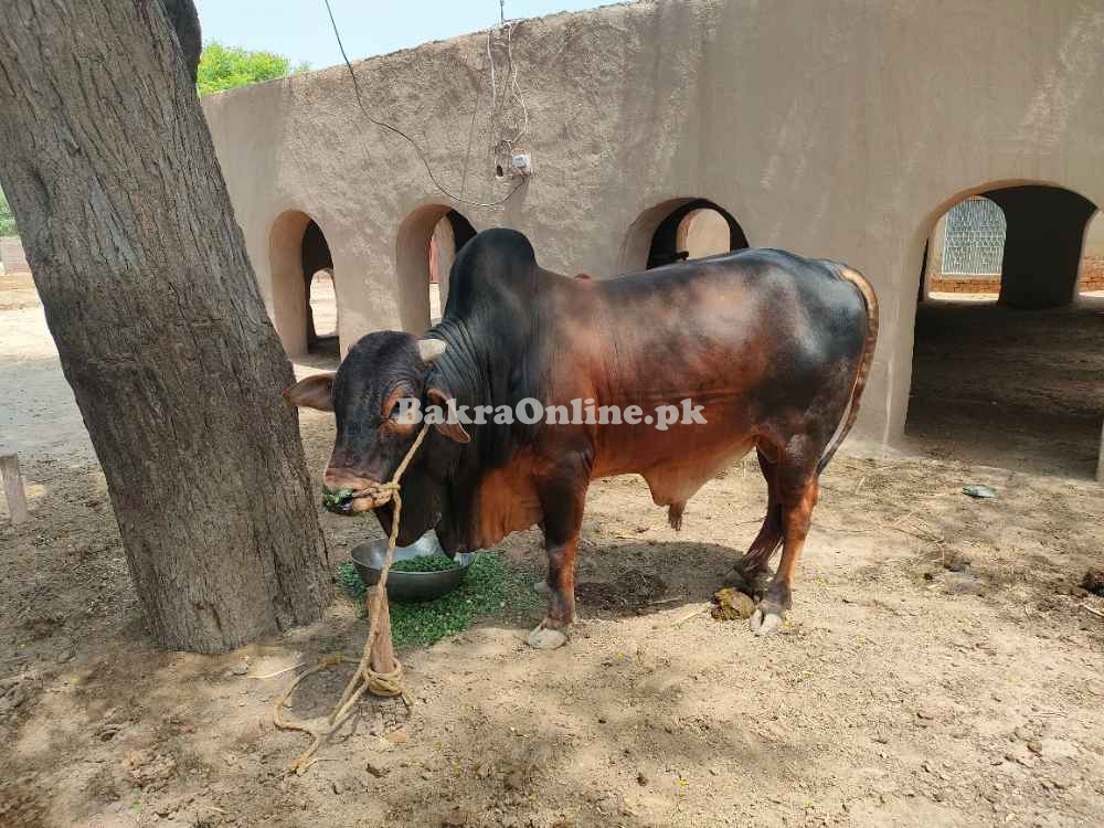 Beautiful Bull for Qurbaani