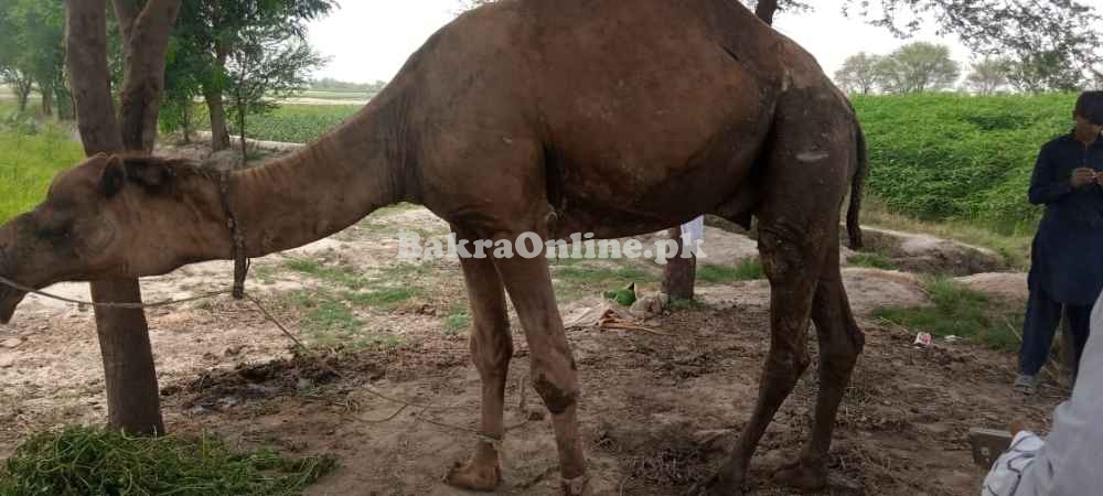 Camel for Qurbani in Lahore