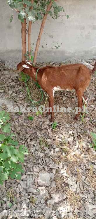 Goat for sale PESHAWAR City