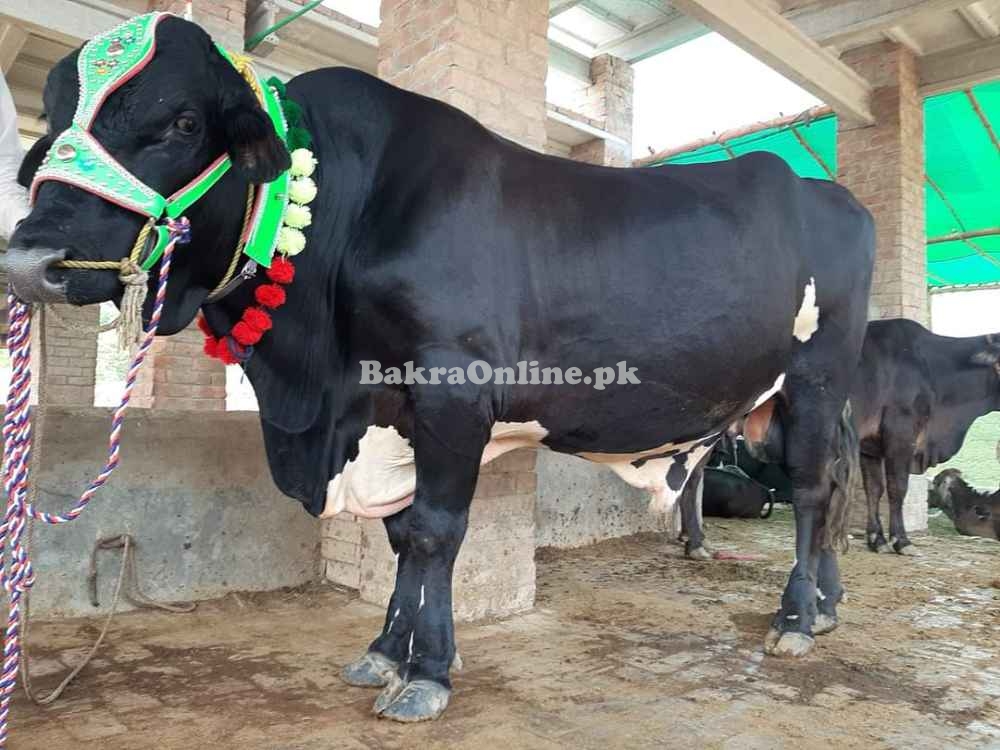 Dhanni Bull Pure Gross Feed