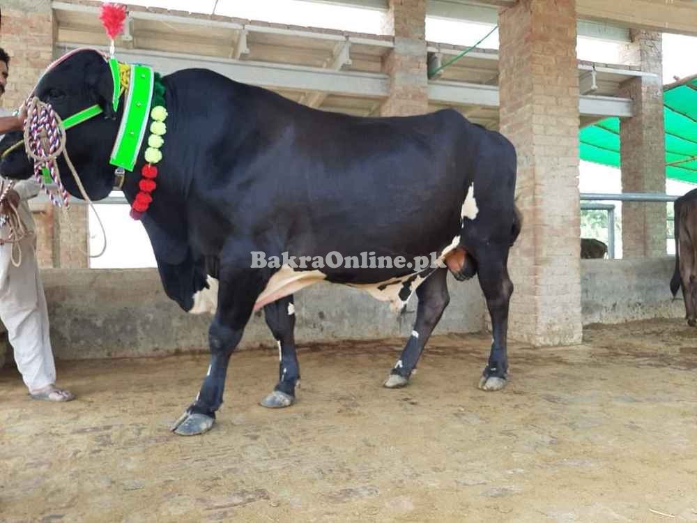 Dhanni Bull Pure Gross Feed
