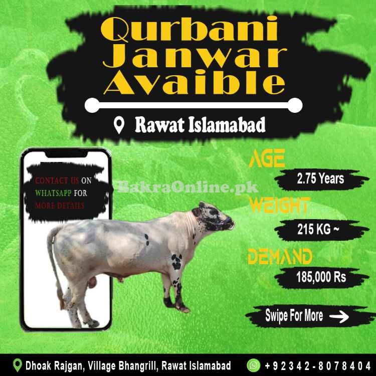 3 Heavy Bulls - Wehray - Wachay for Qurbani 2021