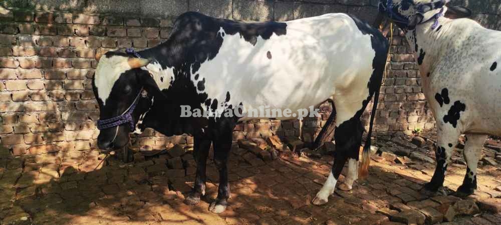 3 Heavy Bulls - Wehray - Wachay for Qurbani 2021