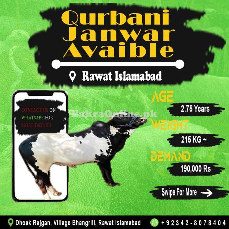 3 Heavy Bulls - Wehray - Wachay for Qurbani 2021 Animal Qurbani Sale 2022