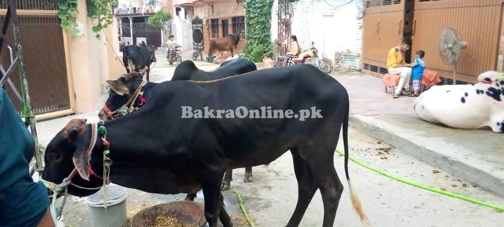 Beautiful shiny sahiwal bull