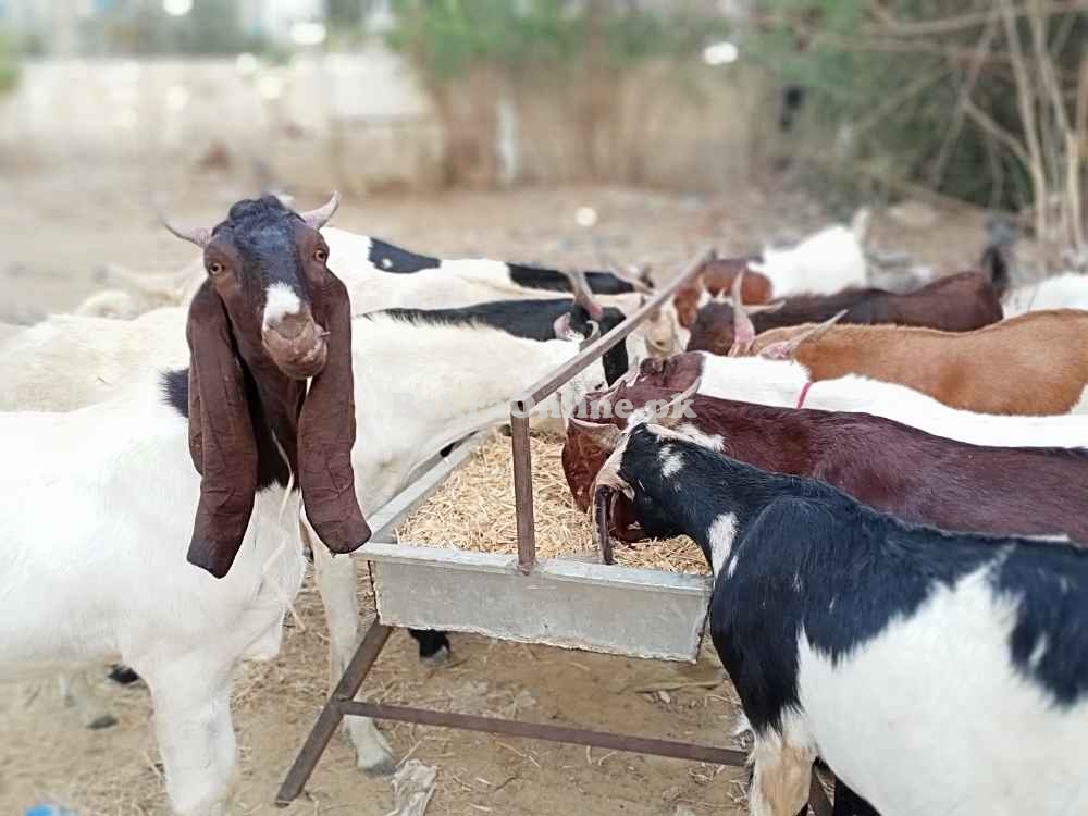 Ando, Khassi & Cow (تول کے حساب سے) Karachi Cheapest Maweshi Mandi
