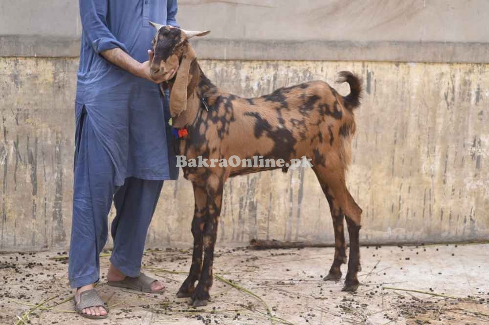 Goats for Sale for Qurbani