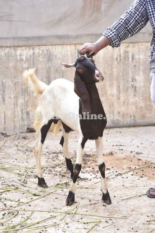 Goats for Sale for Qurbani