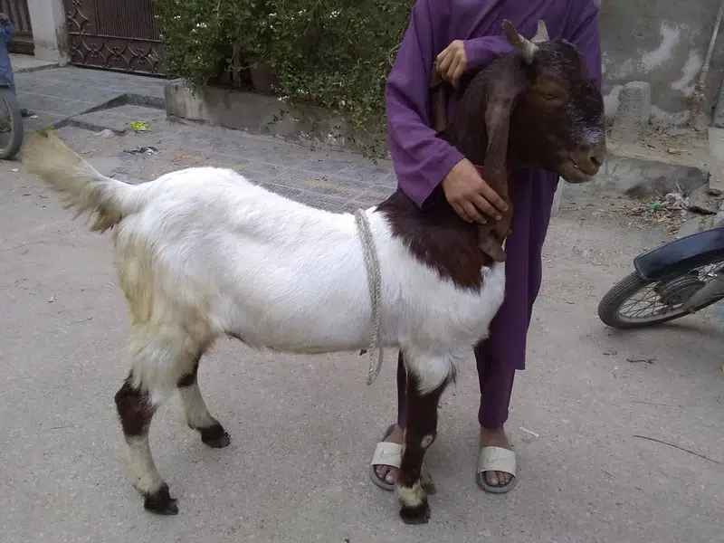 Goats for Sale in Reasonable Price