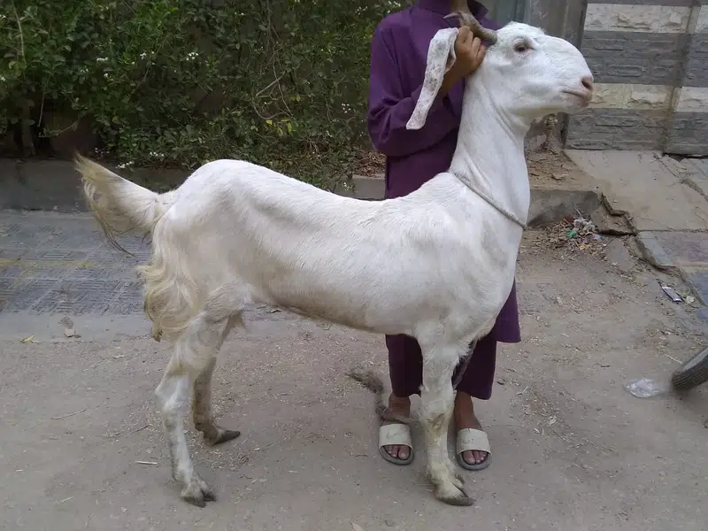 Goats for Sale in Reasonable Price