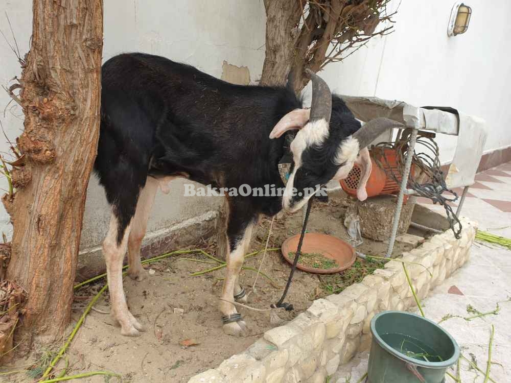 Goat Qurabani ka bakra for sale