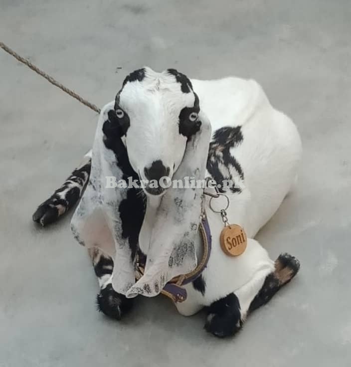 Cross Bread Female Goat 6 Month Old White Color with Black & Brown