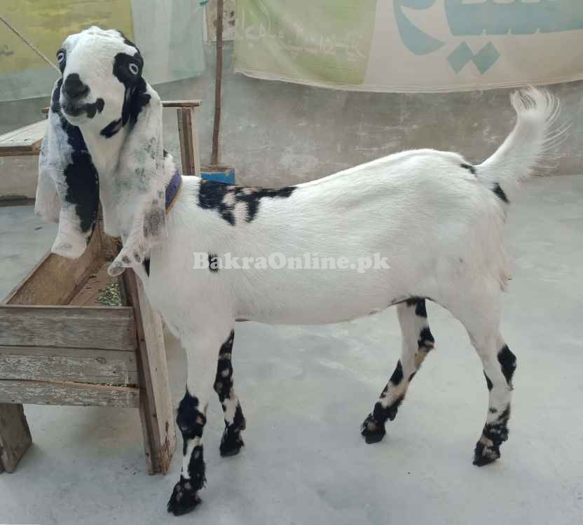 Cross Bread Female Goat 6 Month Old White Color with Black & Brown