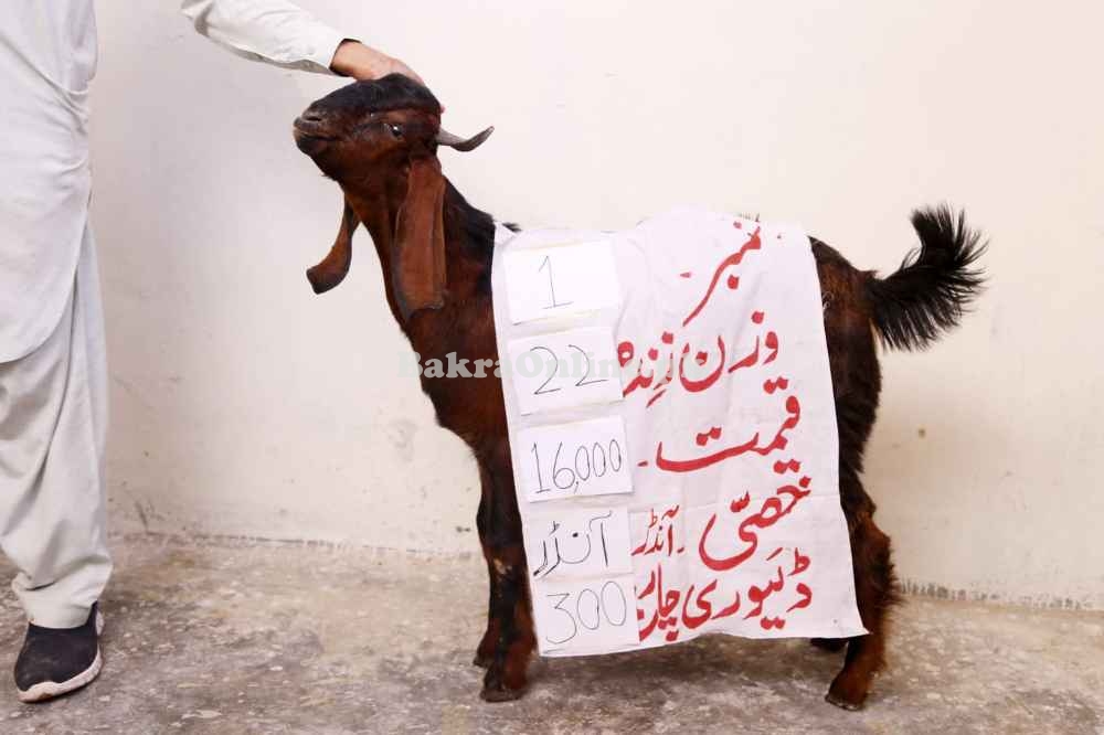 Male Goats for sale