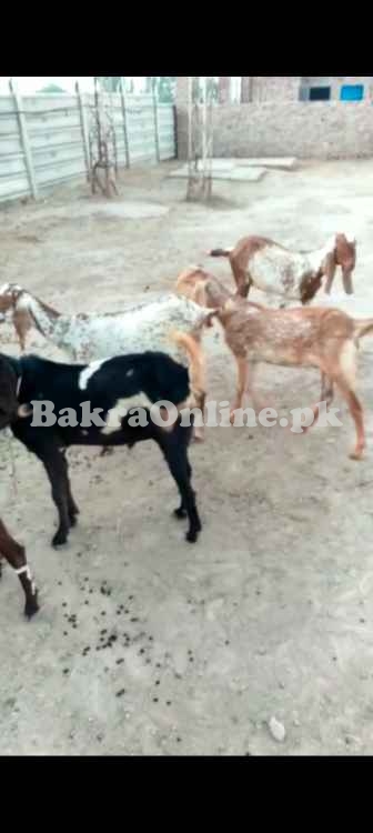 Goats for sale in okara