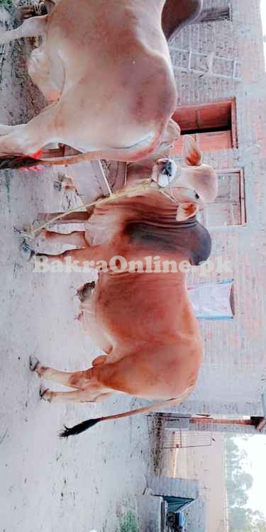 Brahman Bull 600 kg weight