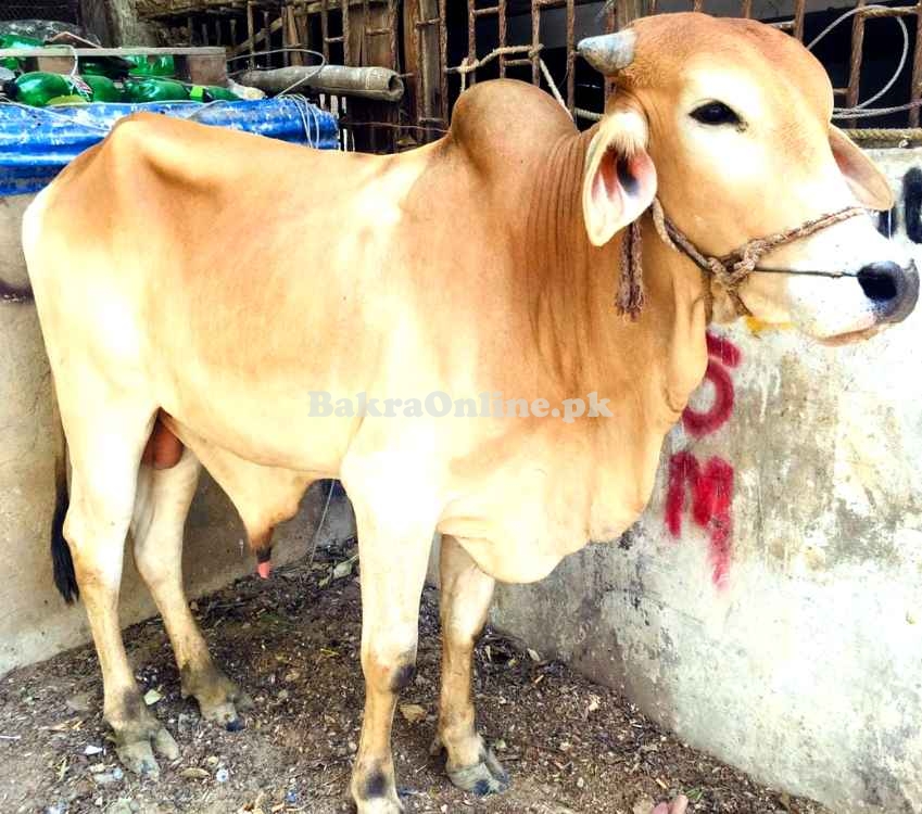 Cow For Sale  in karachi