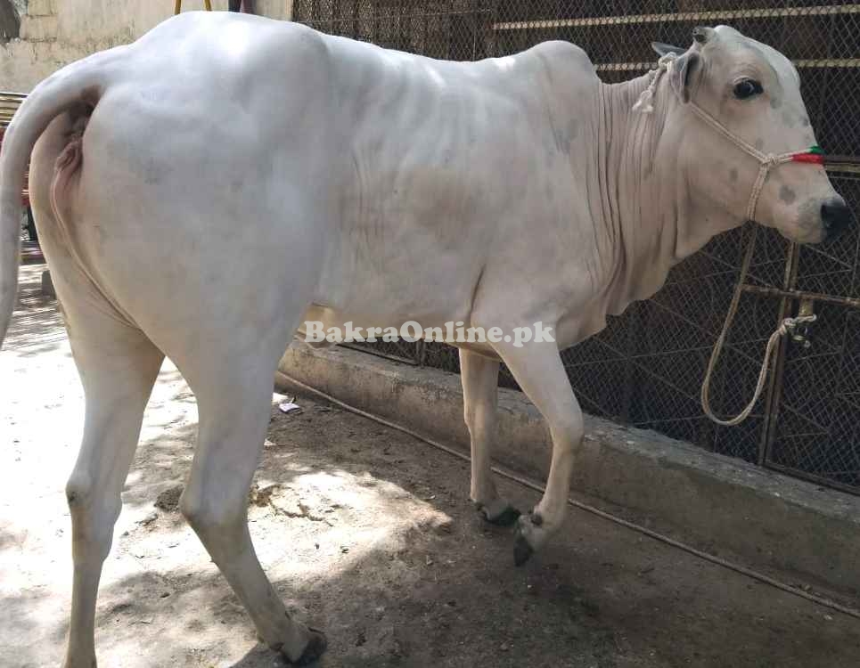 Cow For Sale  in karachi