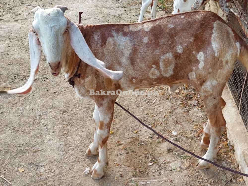 Bakra for sale in lahore
