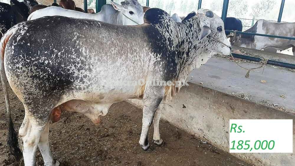 Vaccinated from Lumpy Skin Disease LSD Certified Bachray calfs