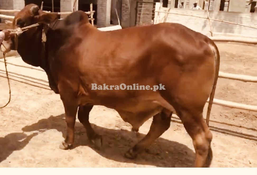Sahiwal 2 daant heavy bull