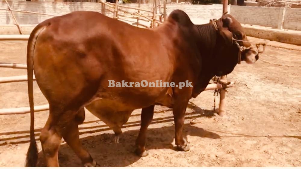 Sahiwal 2 daant heavy bull