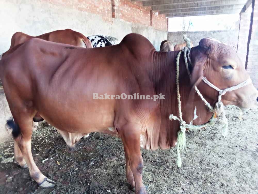 Qurbani bulls 2022 قربانی کے جانور