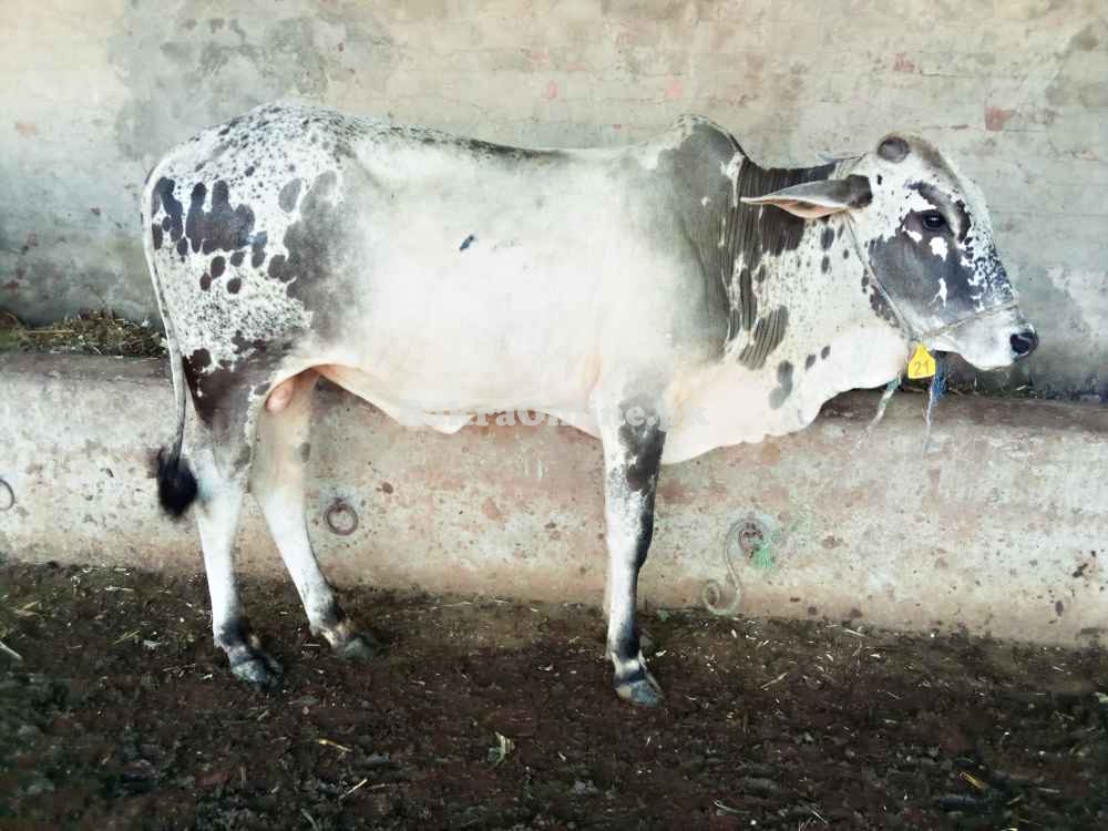 Qurbani bulls 2022 قربانی کے جانور