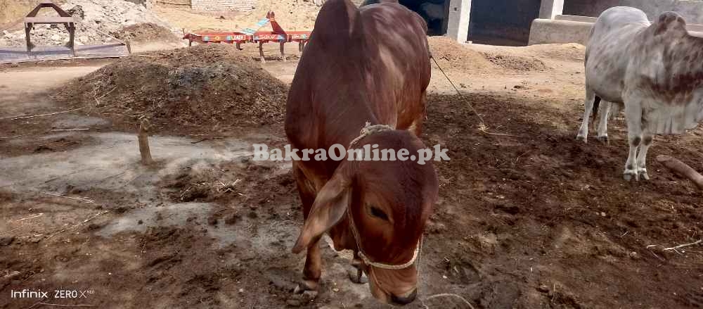 Qurbani janwar cow available for sale