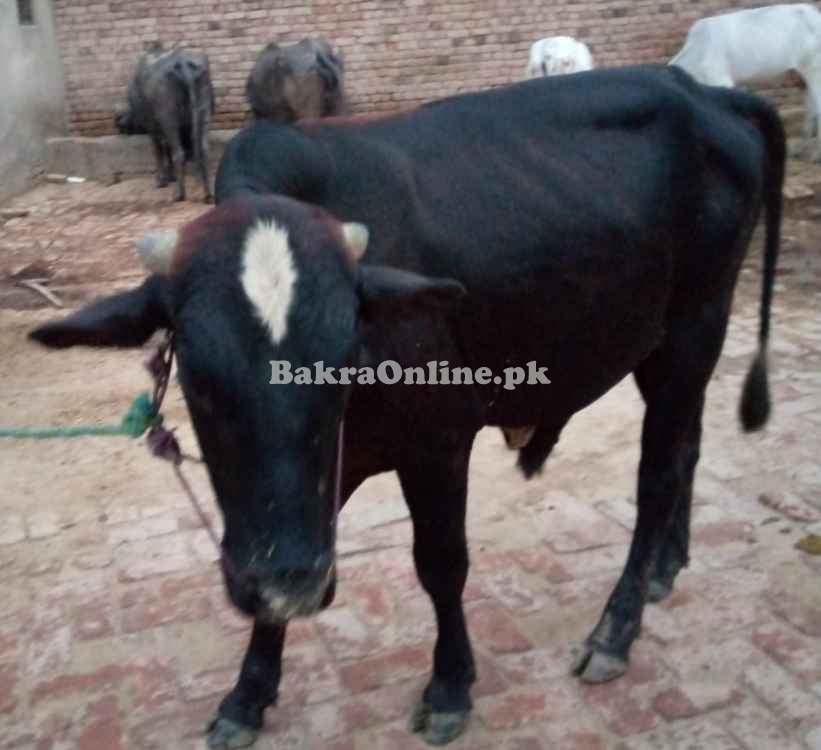 Bull for sale 2 Dant wala