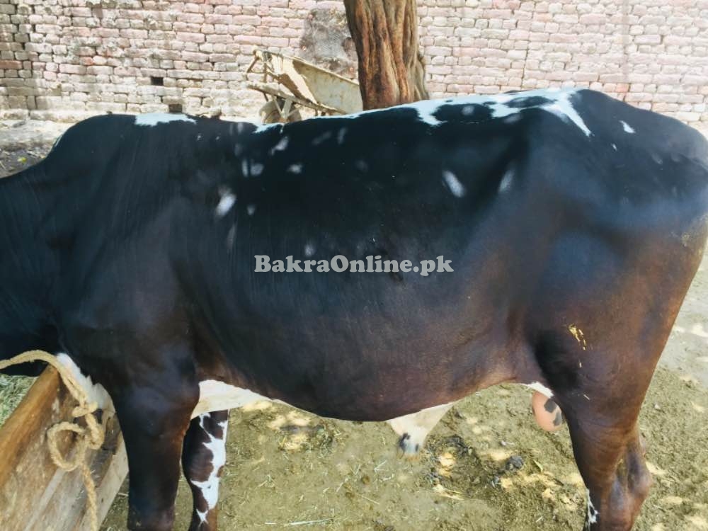 Bull bachra for qurbani