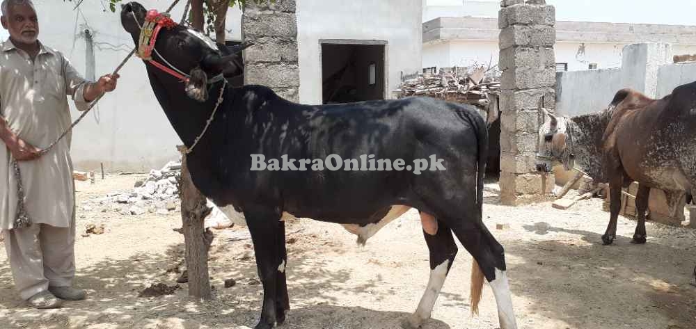 Bull for sale .for qurbani