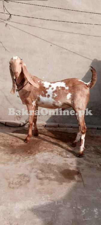 Beauty Full Male Goat Fresh 2 Teeth Animal Qurbani Sale 2022