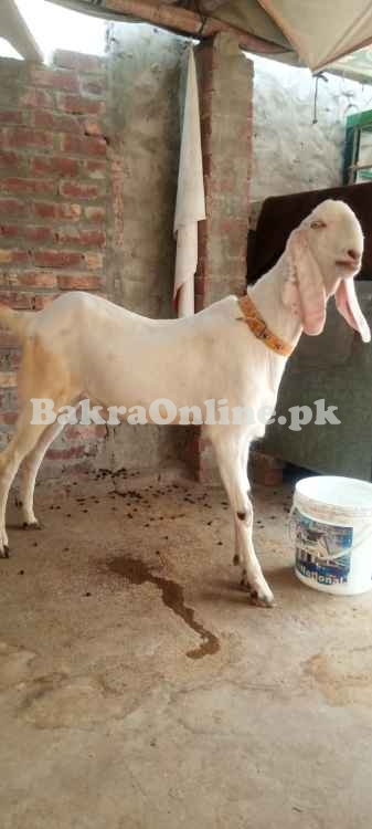 Beautiful White Male Goat Rajnpuri Qurbani 2022