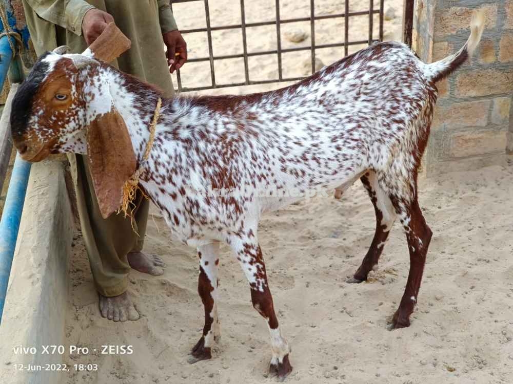 Bakra in Islamabad,Free classifieds in Islamabad Available for sale