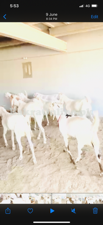 Beautiful rajanpuri goats available near purana kahna lahore farmhouse