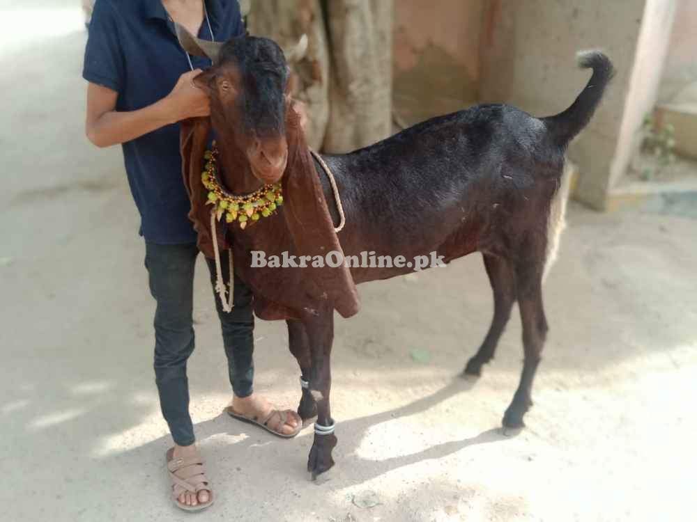 Bakray goat for sell heavy