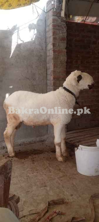 Beautiful Mundra Chatra for Qurbani 2022 Animal Qurbani Sale 2022