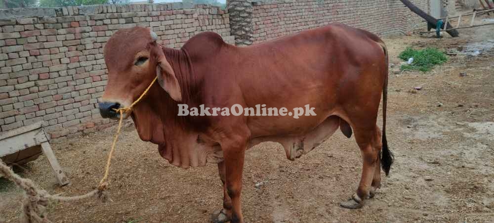 Sahiwal Bull In Multan