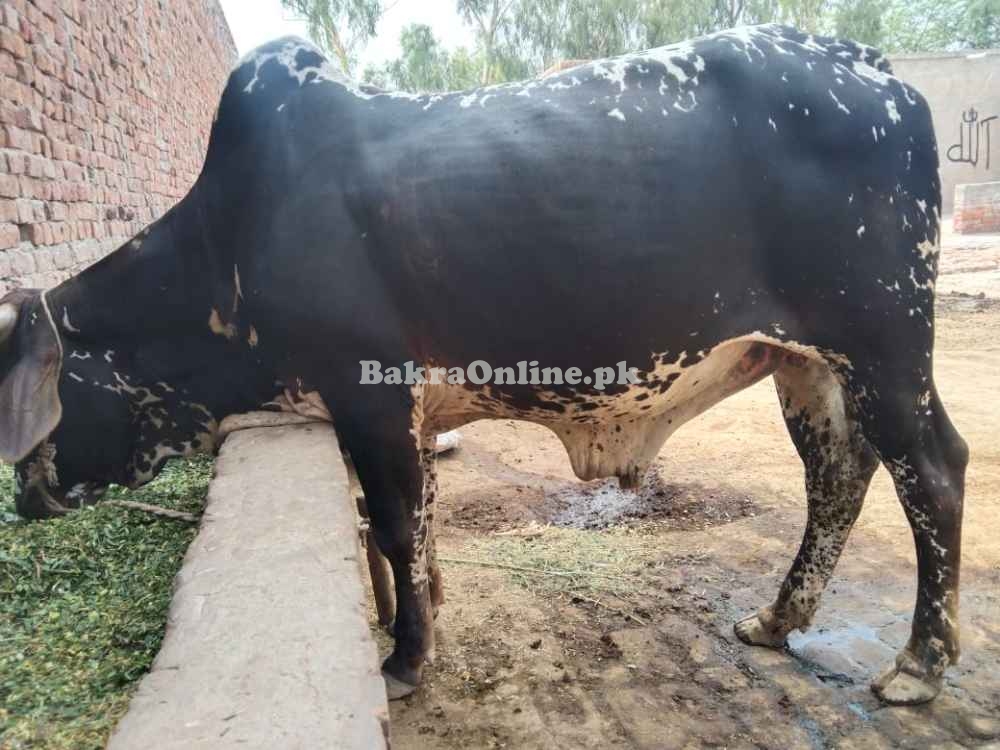 Bull for qurbani healthy dondha bail for qurbani
