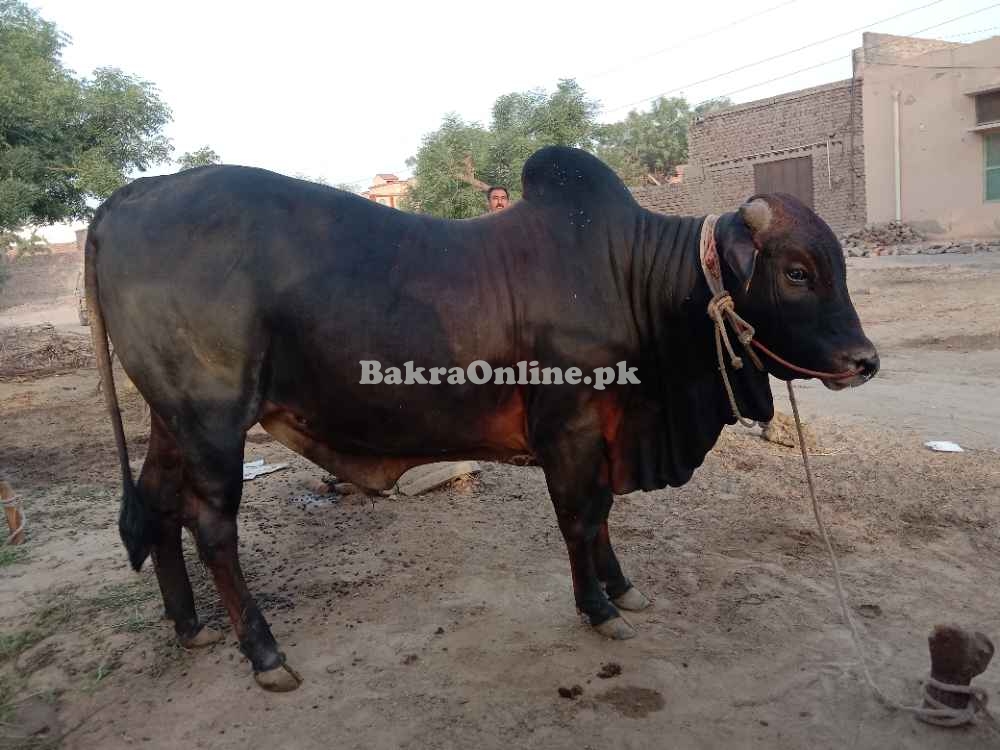 Sahiwal bull for sale in Gojra