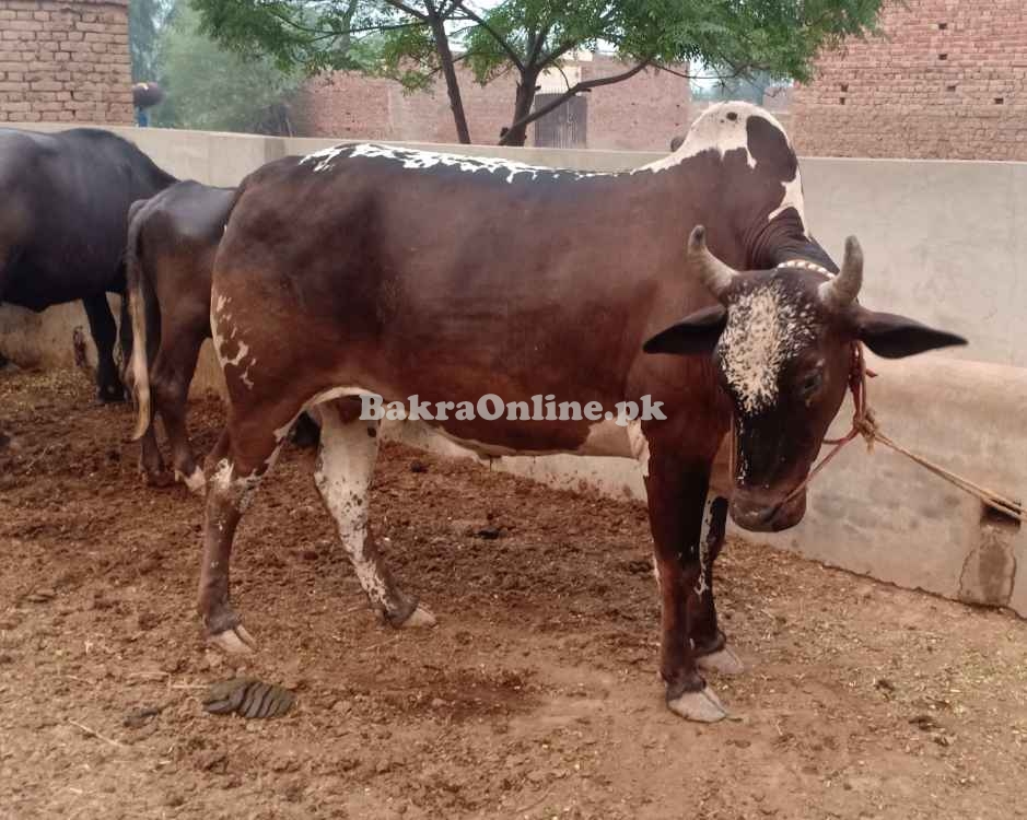 Bull wacha for sale for qurbani
