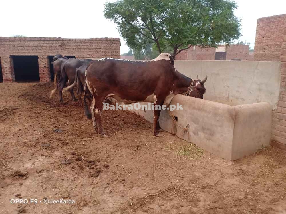 Bull wacha for sale for qurbani