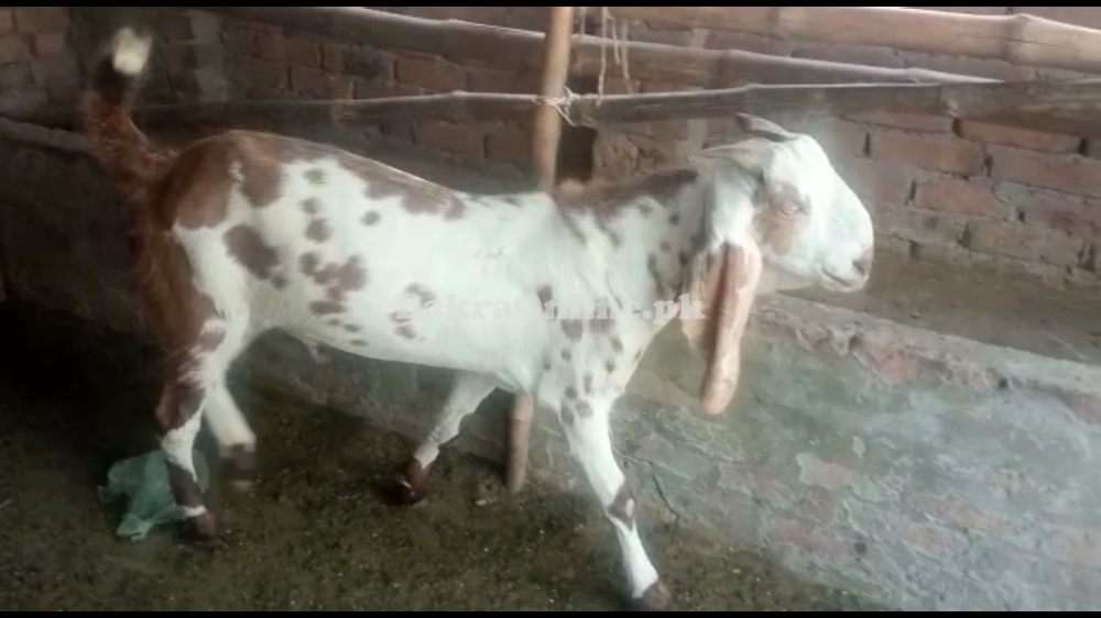 Makhi China weight and brown bakra for qurbani 2022