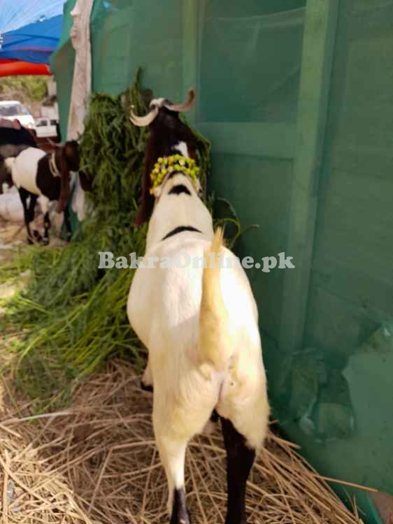 Bakray goat for sell heavy meat