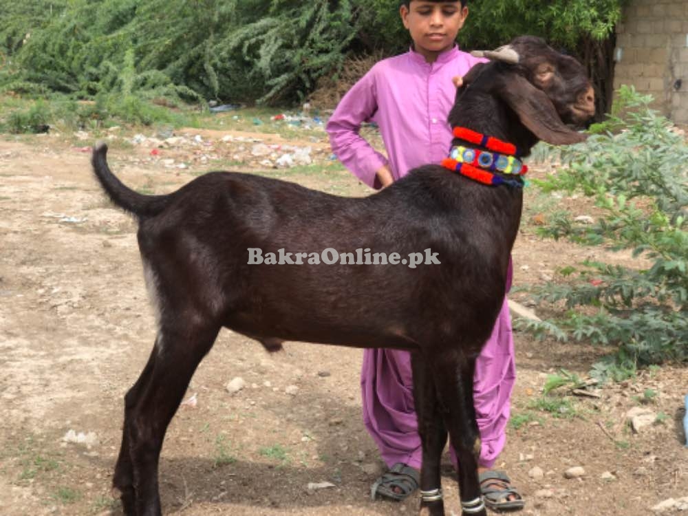 Qurbani Goat for sale