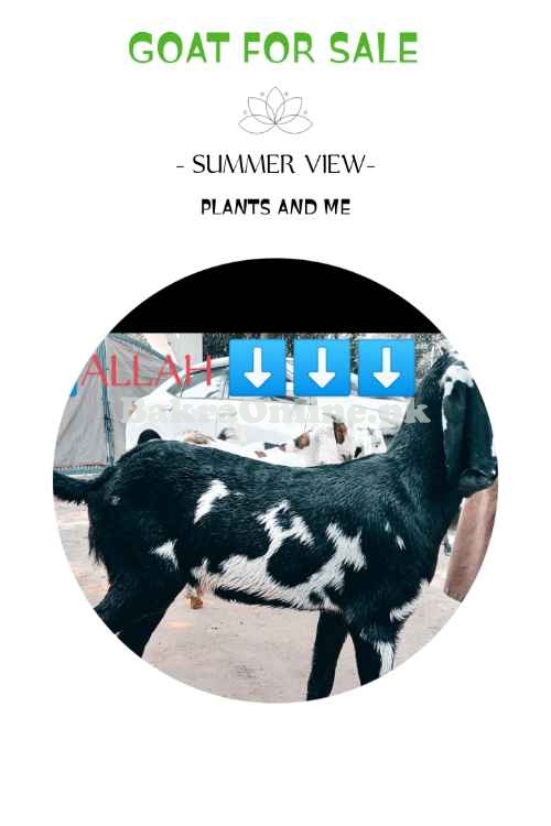 Goat Desi for sale